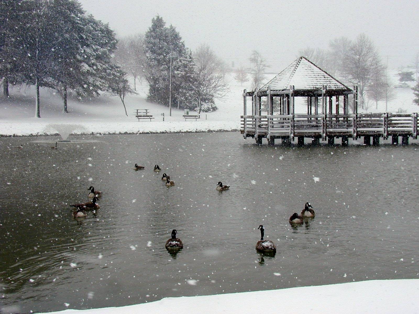 Canada geese on the pond at Vlasis Park in Ballwin, Missouri, with a snow-covered gazebo and fountain behind them during a snowfall.